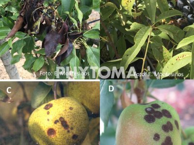 Enfermedades de frutales